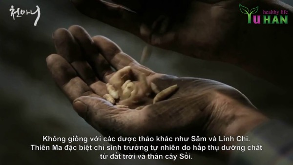 thiên ma hàn quốc