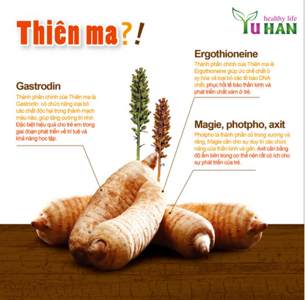 tác dụng của thiên ma Hàn Quốc