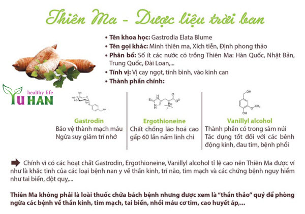 tác dụng củ thiên ma