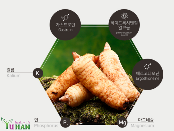 cây thiên ma Hàn Quốc