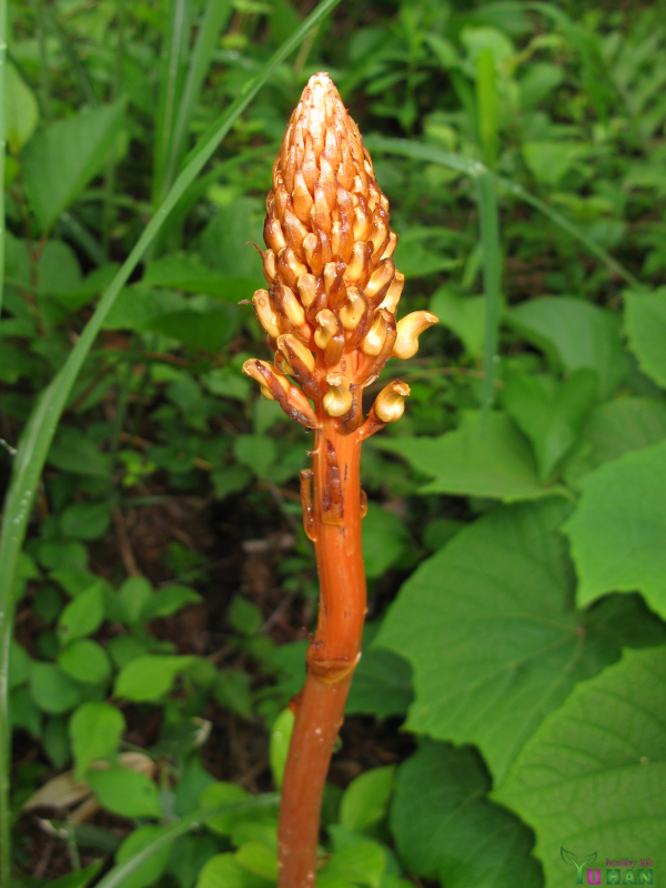 củ thiên ma bán ở đâu