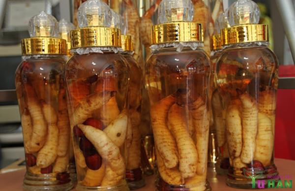 củ thiên ma chữa bệnh gì