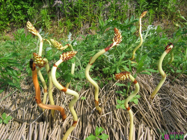 củ thiên ma hàn quốc