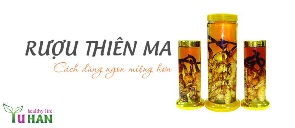 củ thiên ma ngâm rượu