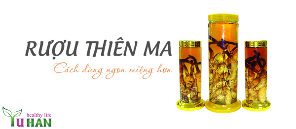 Củ Thiên ma ngâm rượu