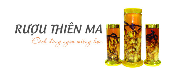 Củ Thiên Ma ngâm rượu