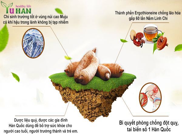  tác dụng của thiên ma Hàn Quốc