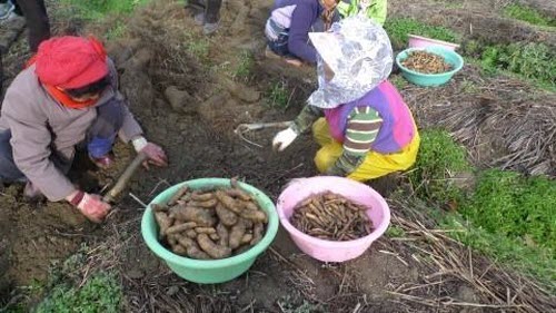 Thành phần củ Thiên Ma