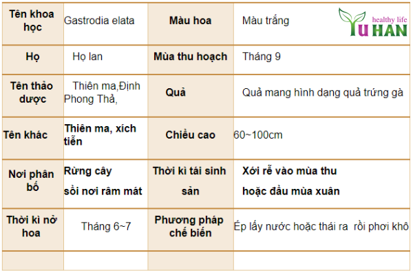 cây thiên ma hàn quốc