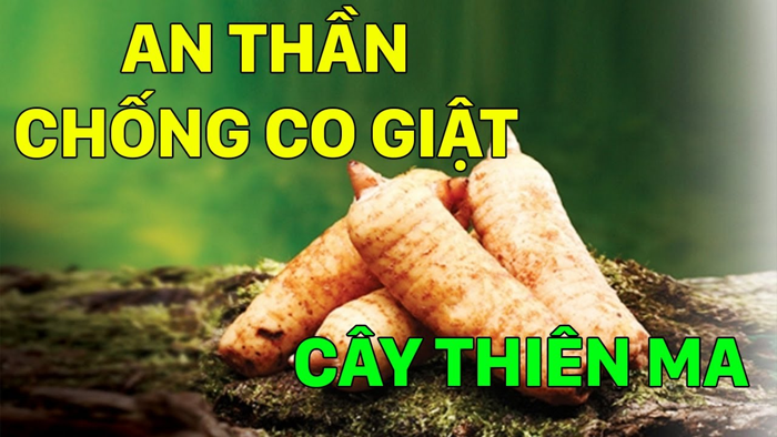 công dụng củ thiên ma 